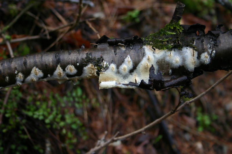 Coniophora?? (Coniophora arida)